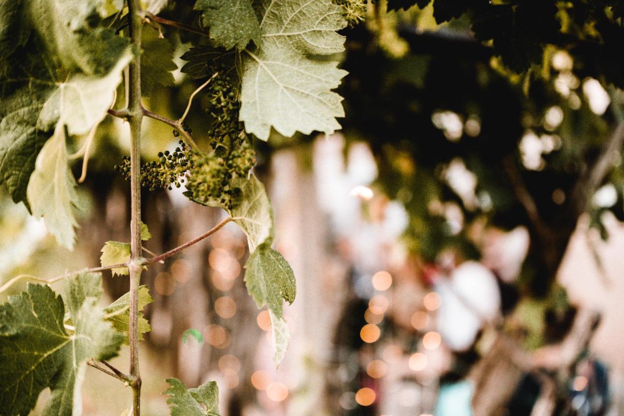 Appartamento Vina Kobal, Kobal Family Estate Štanjel Esterno foto